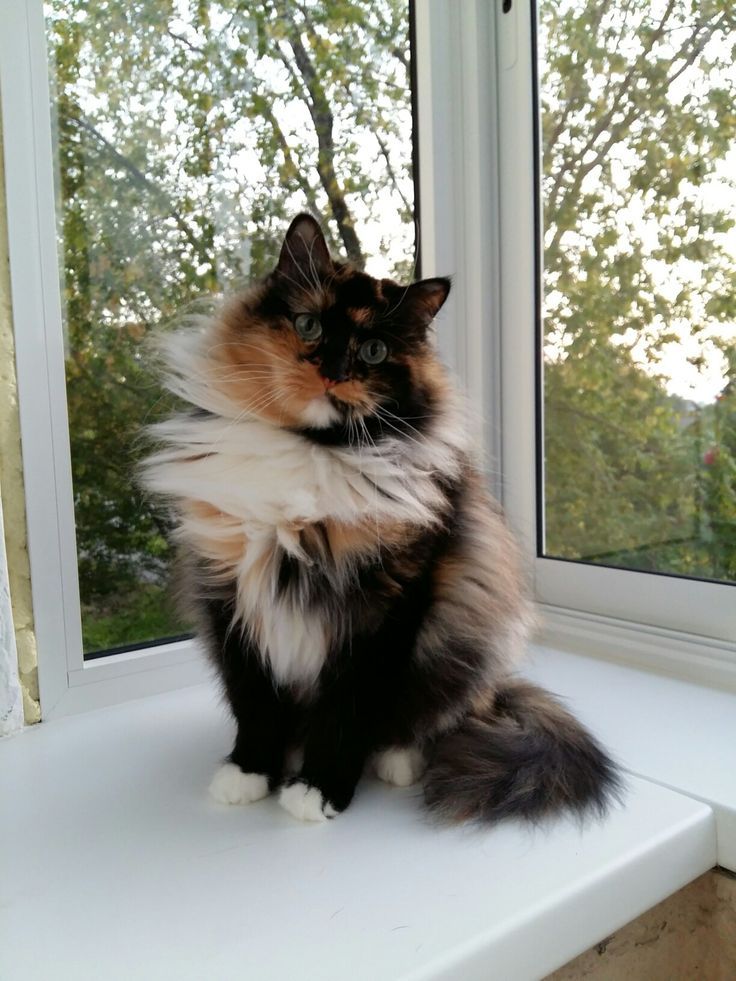 a fluffy cat sitting on top of a window sill