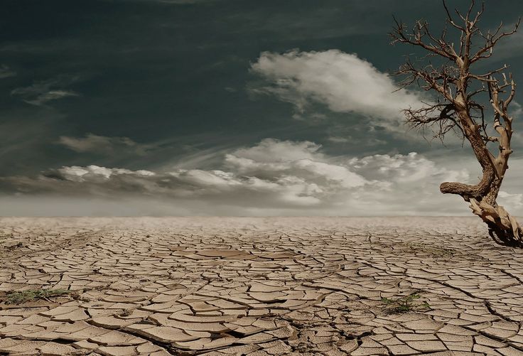 a lone tree stands in the middle of a dry, cracked landscape with dark clouds