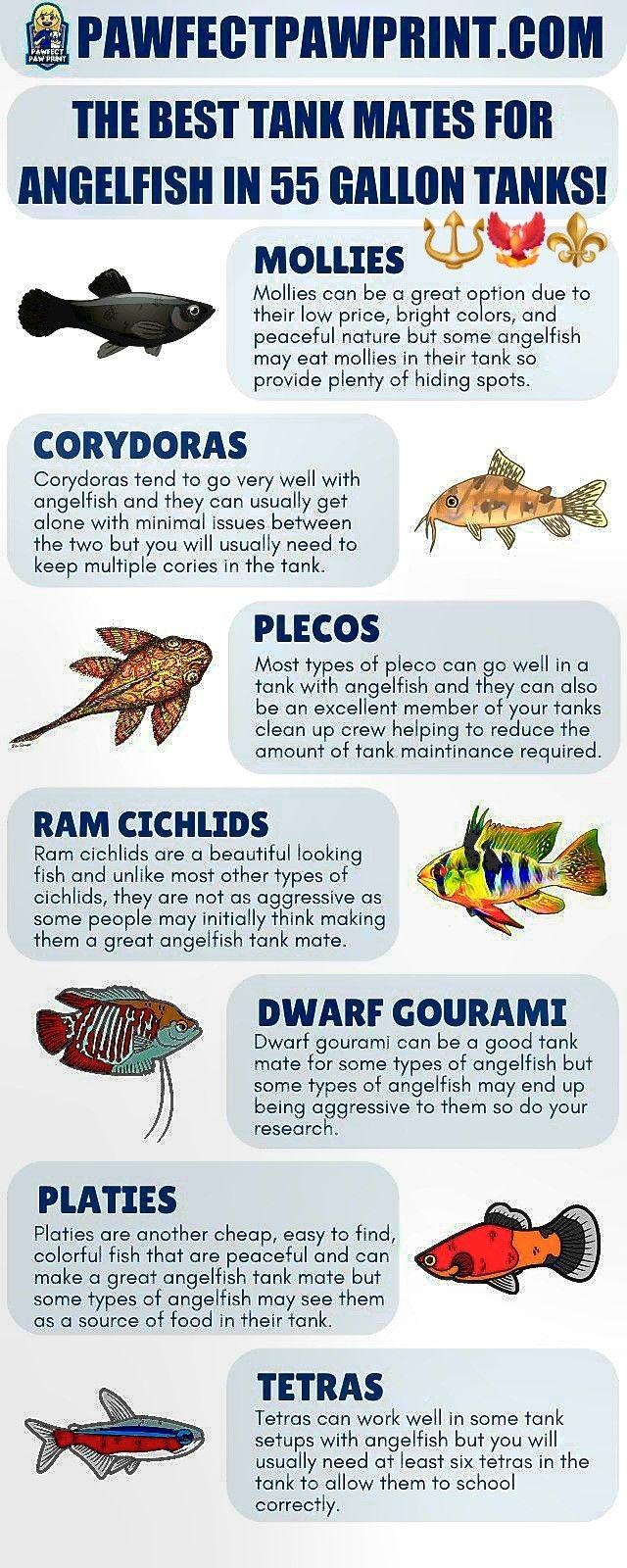 the different types of fish that can be seen in this info sheet, which includes information about