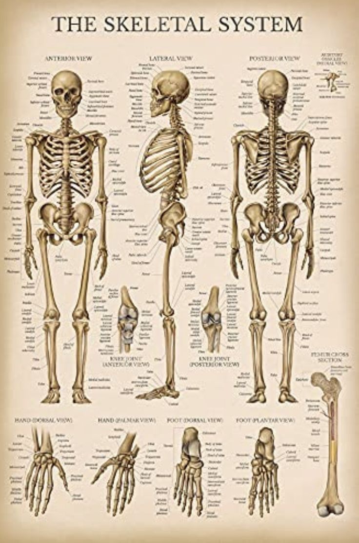 the skeletal system is shown in this poster