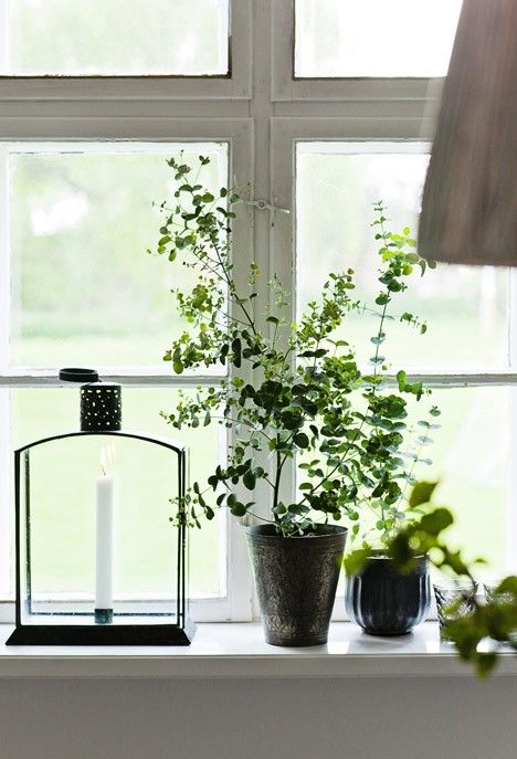 a window sill filled with plants and a lit candle