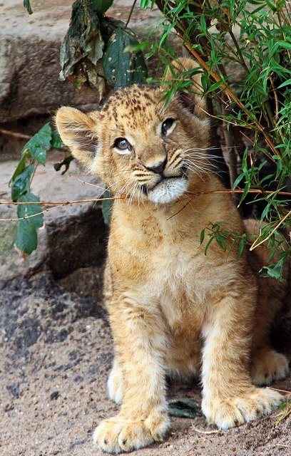 a young lion cub sitting on the ground next to some bushes and rocks, looking at the camera