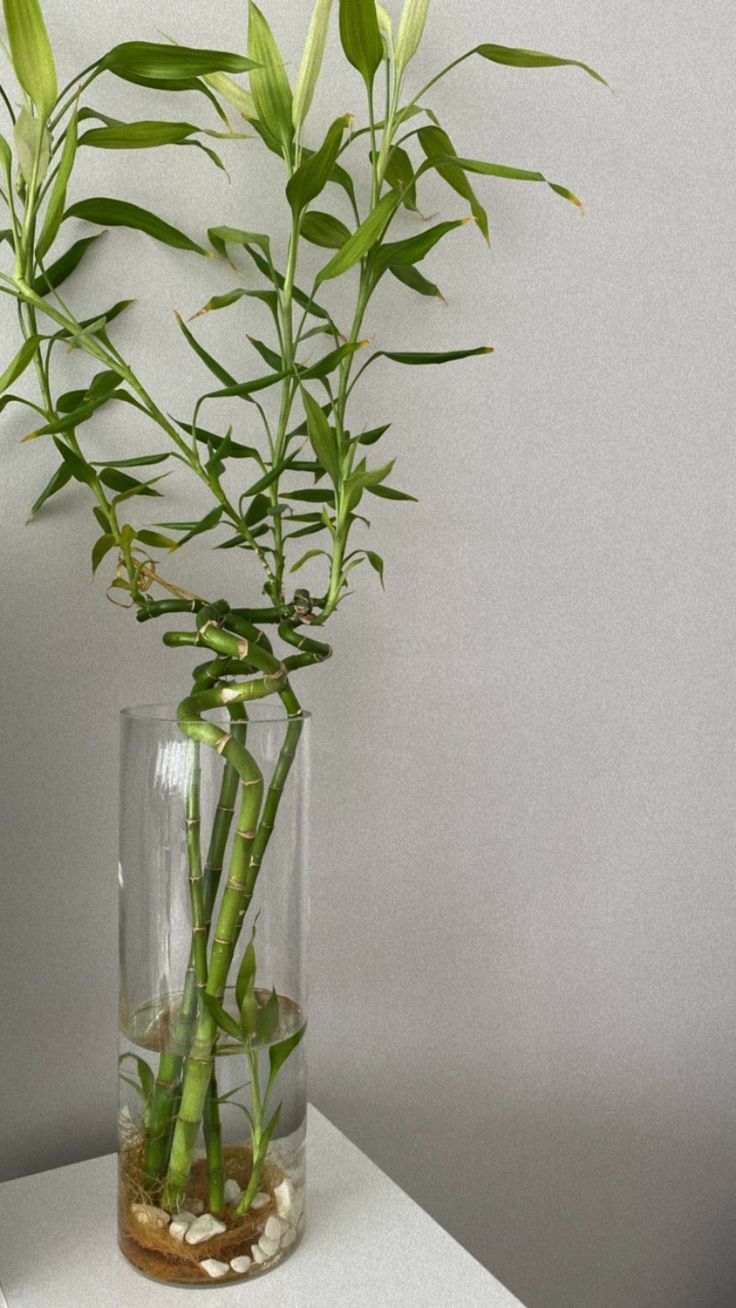 a glass vase filled with water and green bamboo plants on top of a white table