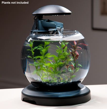 a fish bowl with some plants in it on top of a table next to a lamp