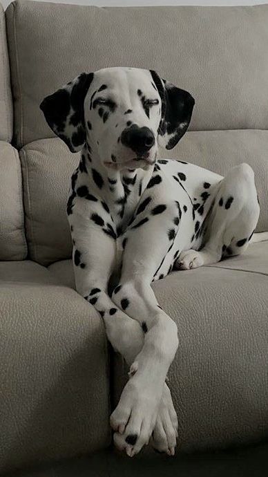 a dalmatian dog sitting on top of a couch