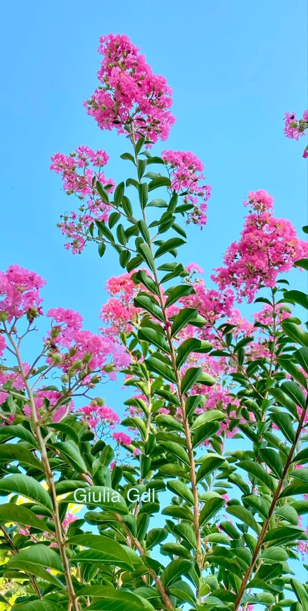 pink flowers are blooming in the blue sky