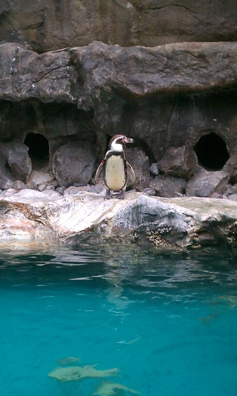 a penguin sitting on top of a rock next to the blue water in an enclosure