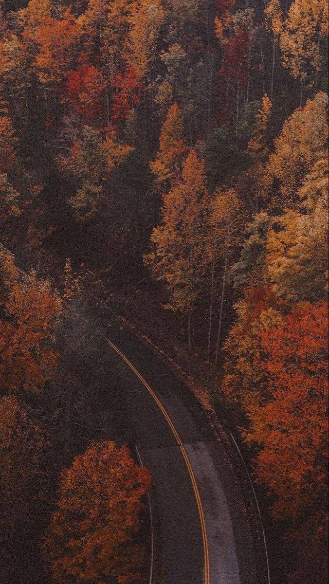 an aerial view of a road surrounded by trees with orange and yellow leaves on it