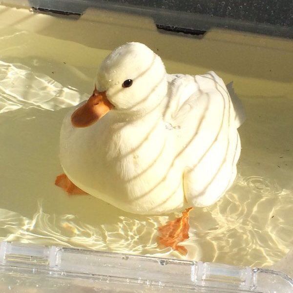 a duck is swimming in some clear water