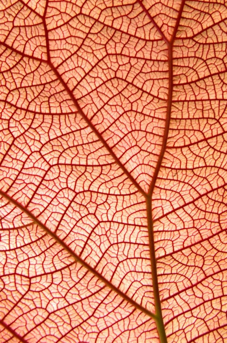 the underside of a leaf with red and white veining on it's surface