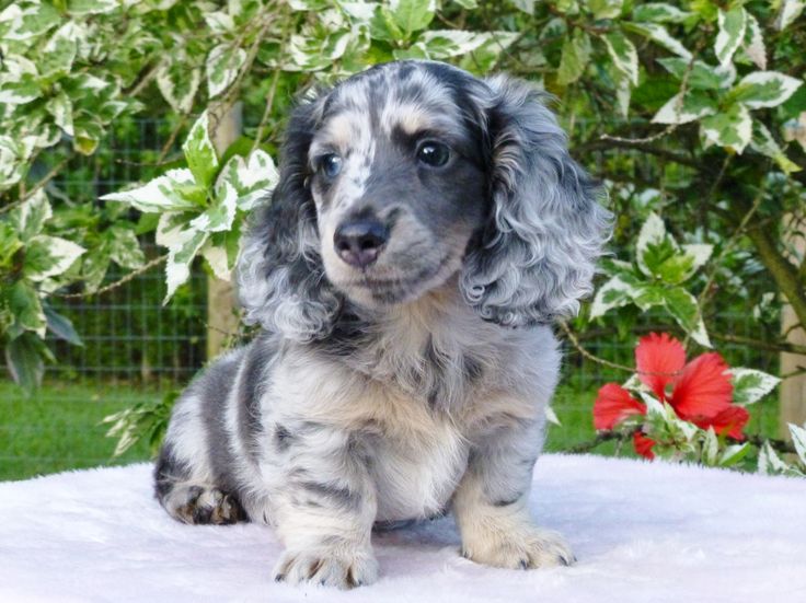 a small dog sitting on top of a table next to a bush and red flowers