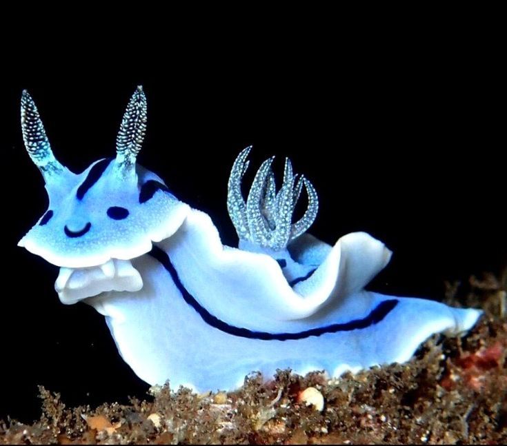 a blue and white sea slug with long, thin tentacles on it's back