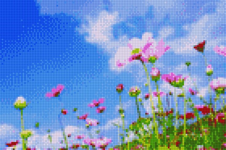 a field full of pink and white flowers under a blue sky