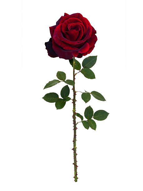 Red rose with thorns Rose Flowers Drawing, Realistic Rose Drawing, Decoration Craft Ideas, Pot Drawing, Victoria Secret Wallpaper, Rose Thorns, Red Rose Tattoo, Realistic Rose, Flowers Drawing