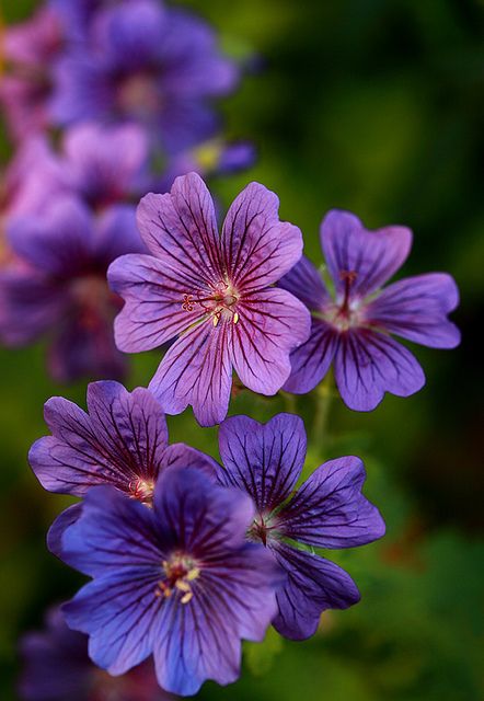 purple flowers are blooming in the garden