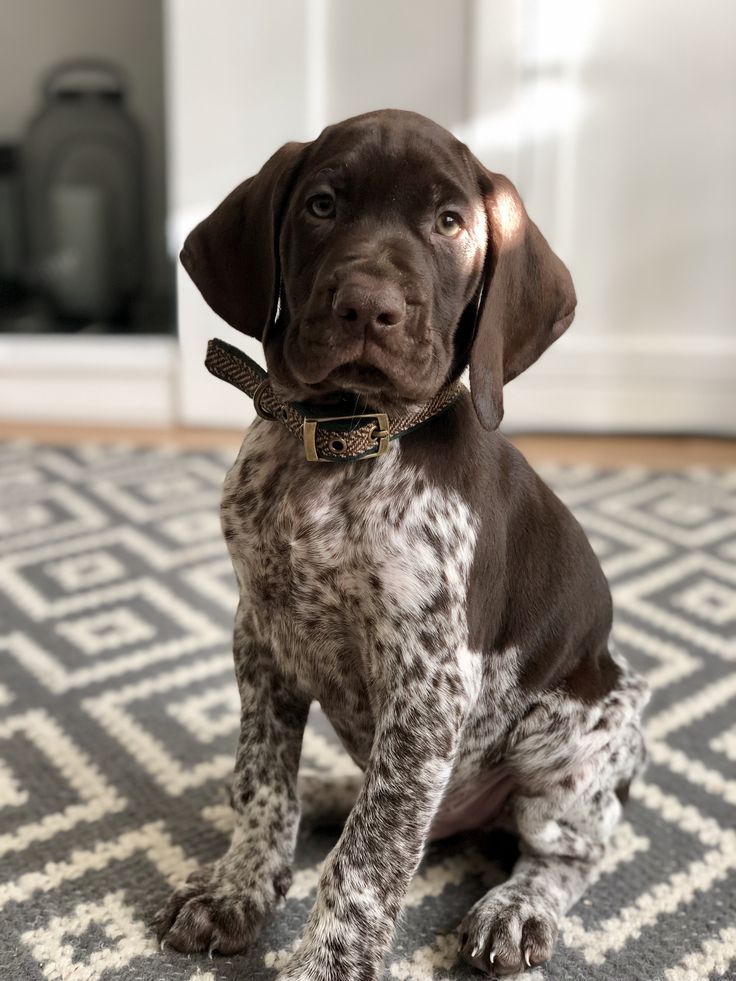 a brown and white dog sitting on top of a rug