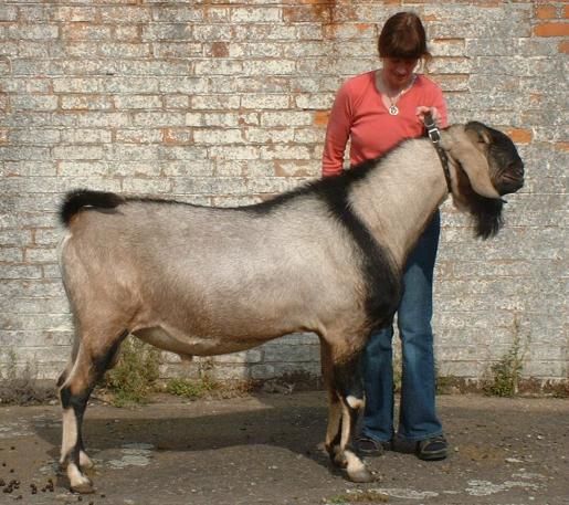 a woman standing next to a goat on top of a dirt ground near a brick wall