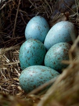 four blue eggs in a nest with straw on the ground and grass around them,