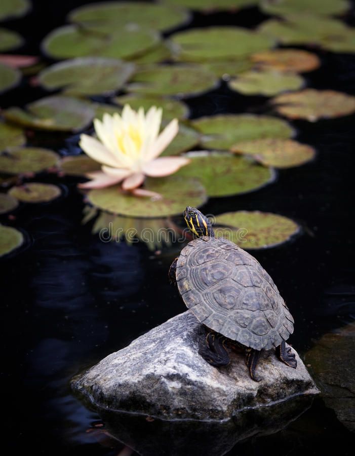 a turtle sitting on top of a rock next to lily pads