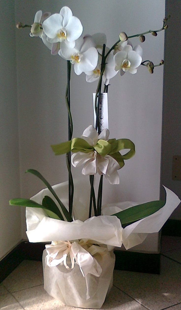 a vase filled with white flowers on top of a tiled floor