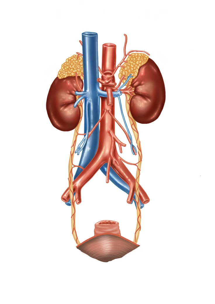 an image of the kidney and its vessels