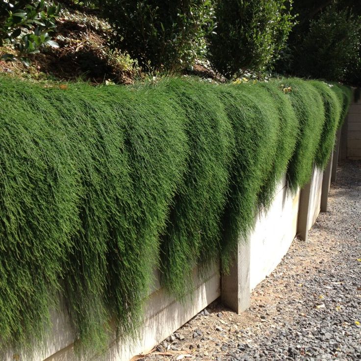 green grass growing on the side of a building