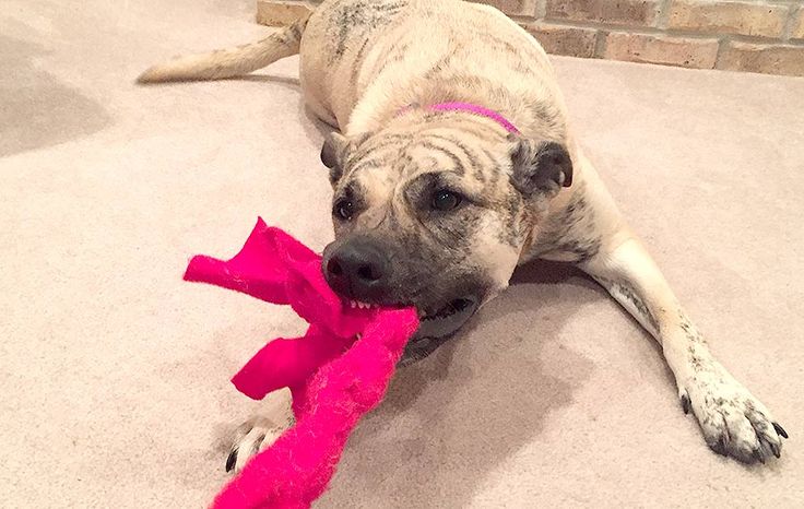 a dog laying on the floor chewing on a toy