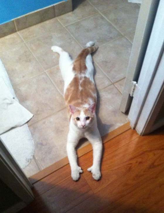 an orange and white cat standing in front of a door