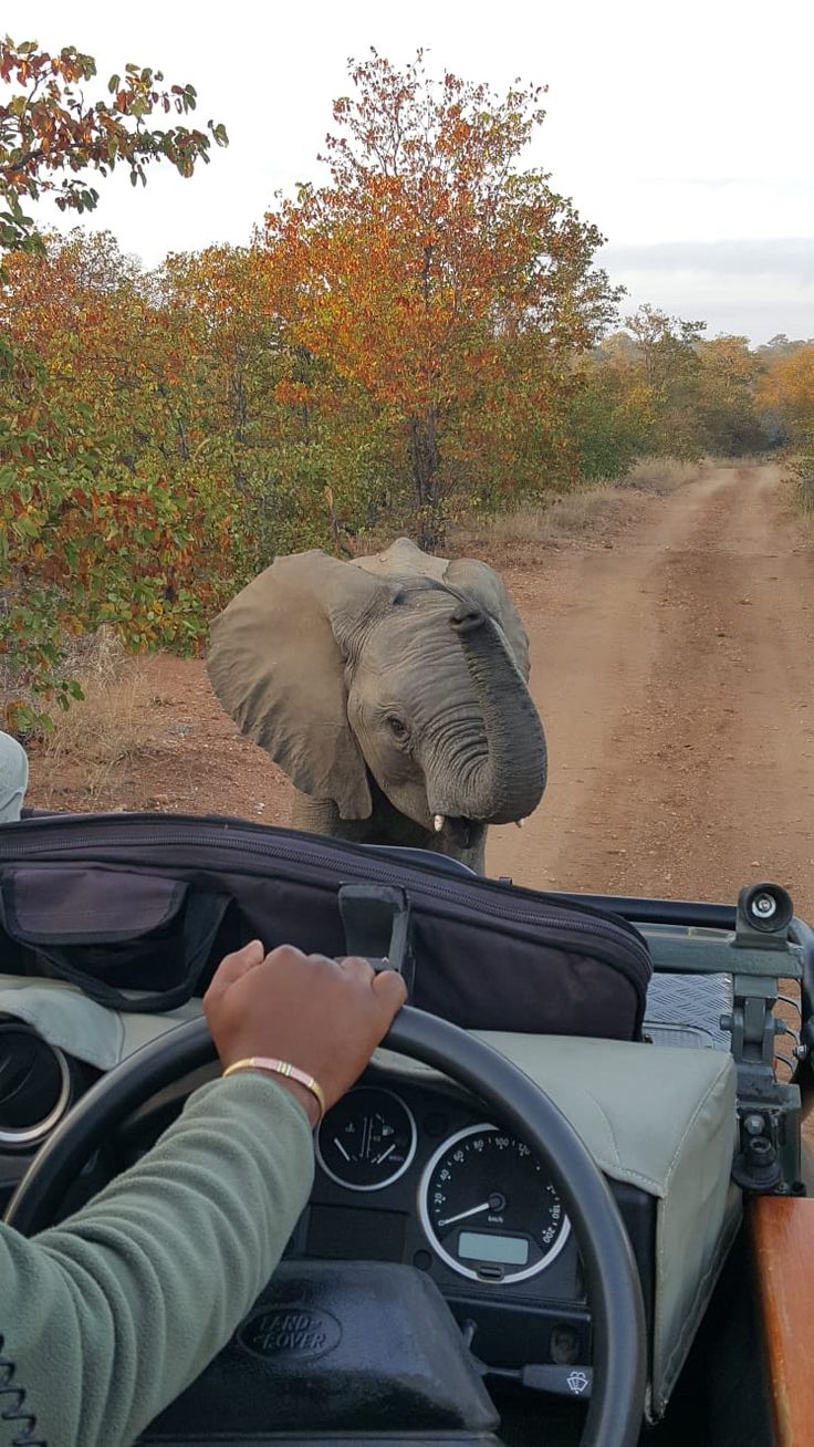 an elephant walking across a dirt road next to a person driving a car with the driver