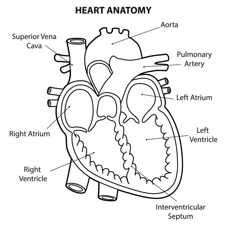 the anatomy of the heart and its major vessels, labeled in black on a white background