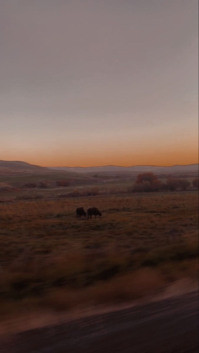 two elephants walking in an open field at sunset