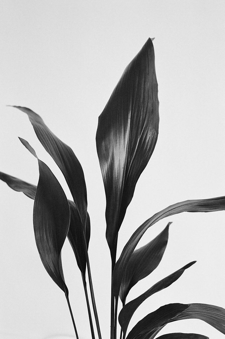 a black and white photo of a plant in a vase