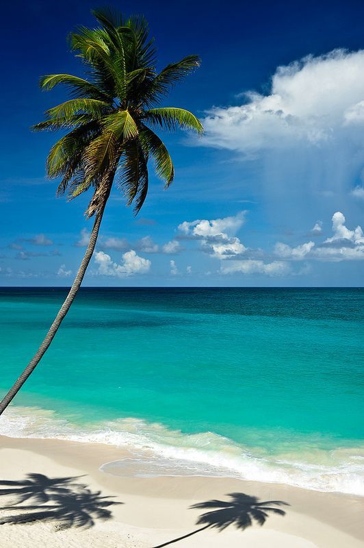 a palm tree casts a shadow on the white sand and turquoise water at an empty beach