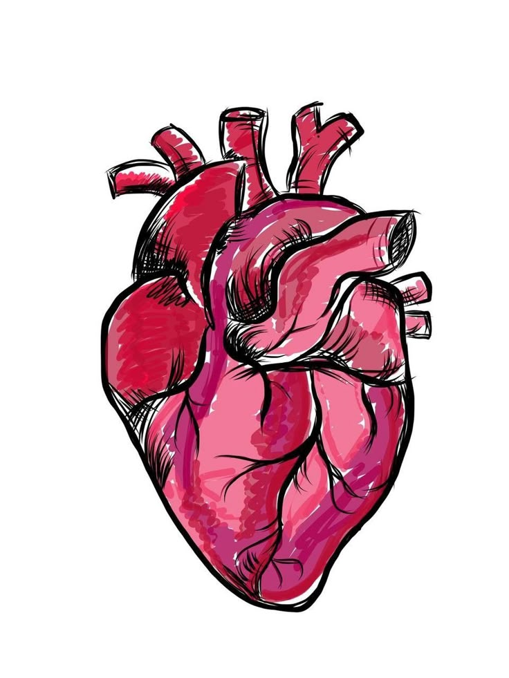 a drawing of a human heart on a white background