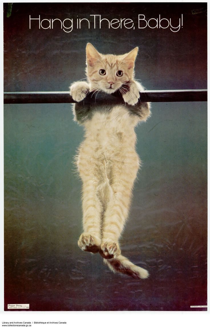 an orange and white cat standing on its hind legs with the caption hang in there, baby