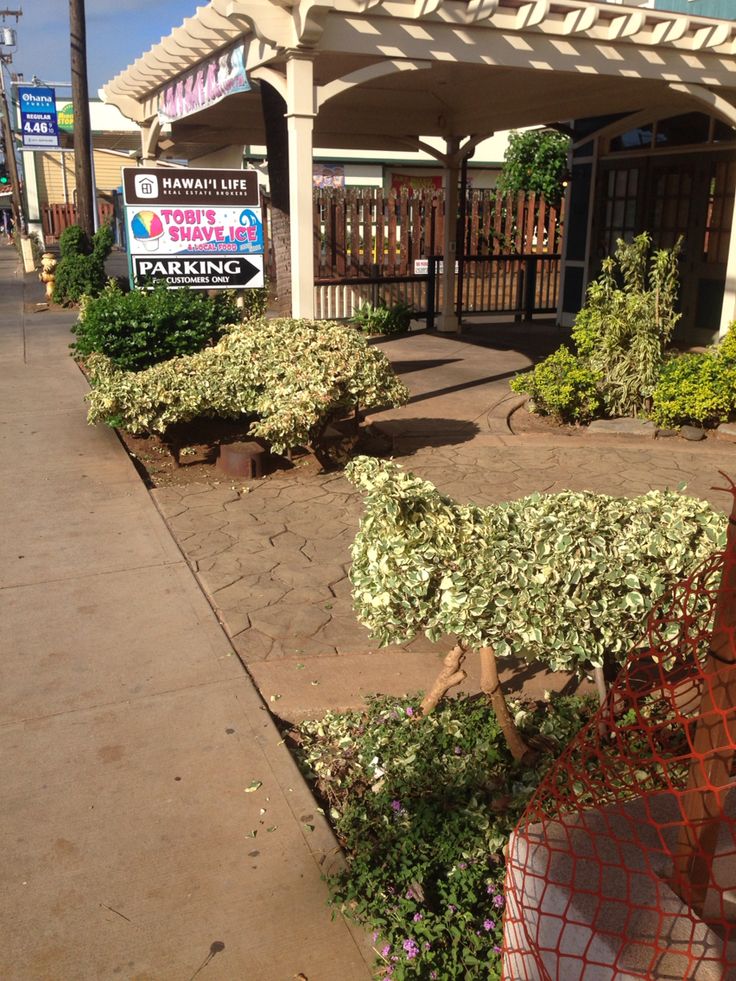 some bushes are growing in front of a building