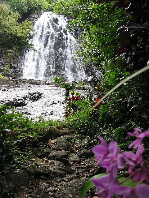 purple flowers are blooming in front of a waterfall