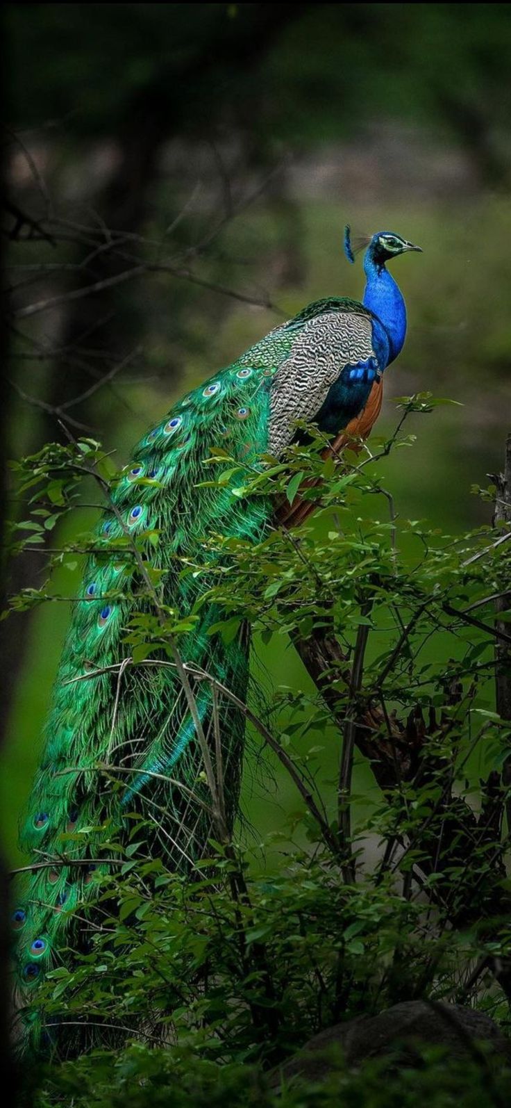 a blue and green peacock standing on top of a lush green tree filled with leaves