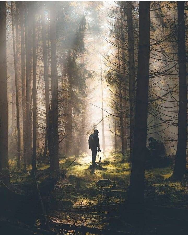 a man standing in the middle of a forest surrounded by tall trees and sunbeams