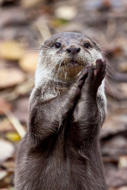 an animal that is standing up with its hands together