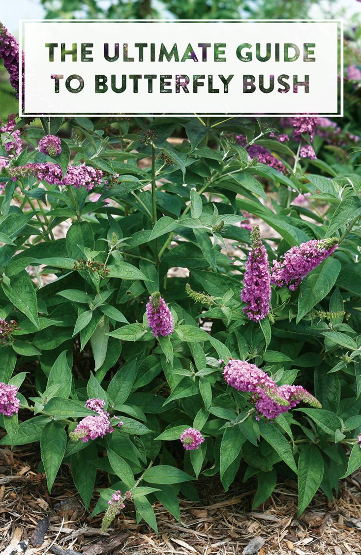 the ultimate guide to butterfly bush