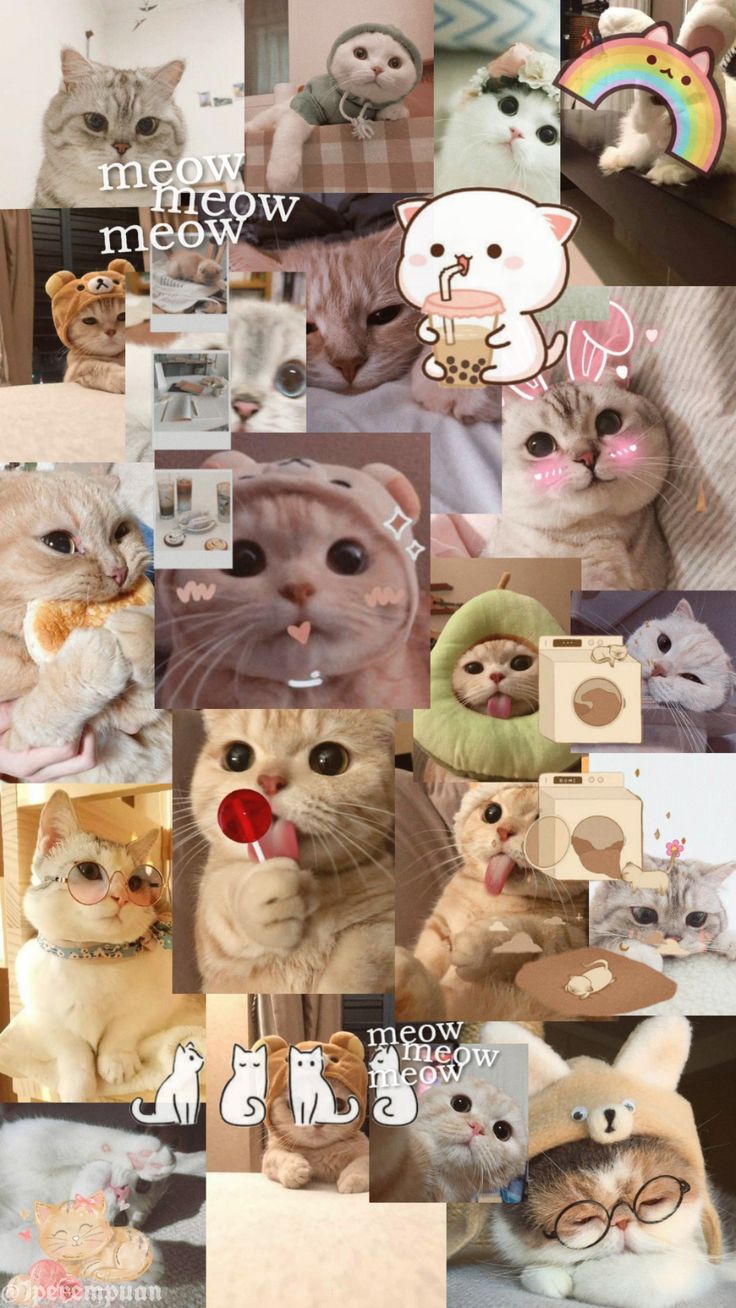 many different pictures of cats and kittens with captions in the bottom right corner