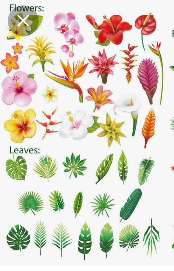 the different types of flowers and leaves are shown in this image, including pinks, yellows, and green