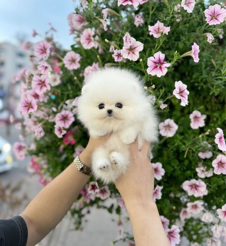 a person holding a small white dog in front of some pink and purple flowers on the street