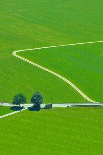 two trees on the side of a road in a green field with white lines going through it