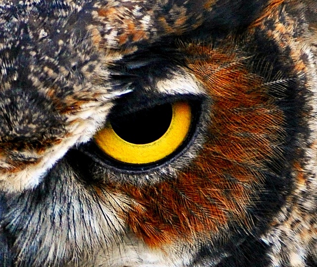 an owl's yellow eye is seen in this close up photo