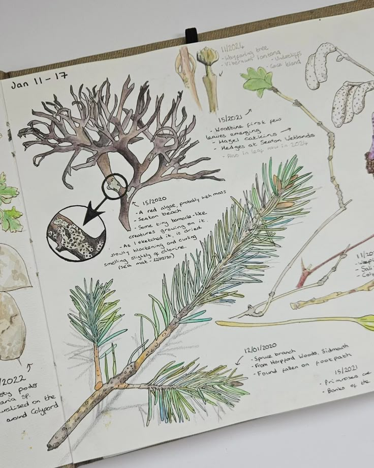 an open book with pictures of plants and other things on the pages, including pine needles