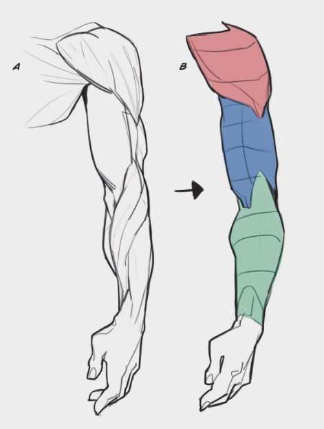 the muscles are shown in different colors and sizes, with one arm extended up to the other