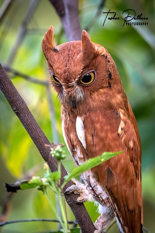 an owl sitting on top of a tree branch