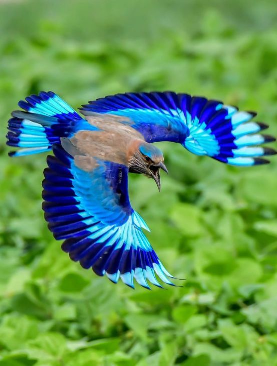 a blue bird flying through the air over green grass and plants with it's wings spread wide open